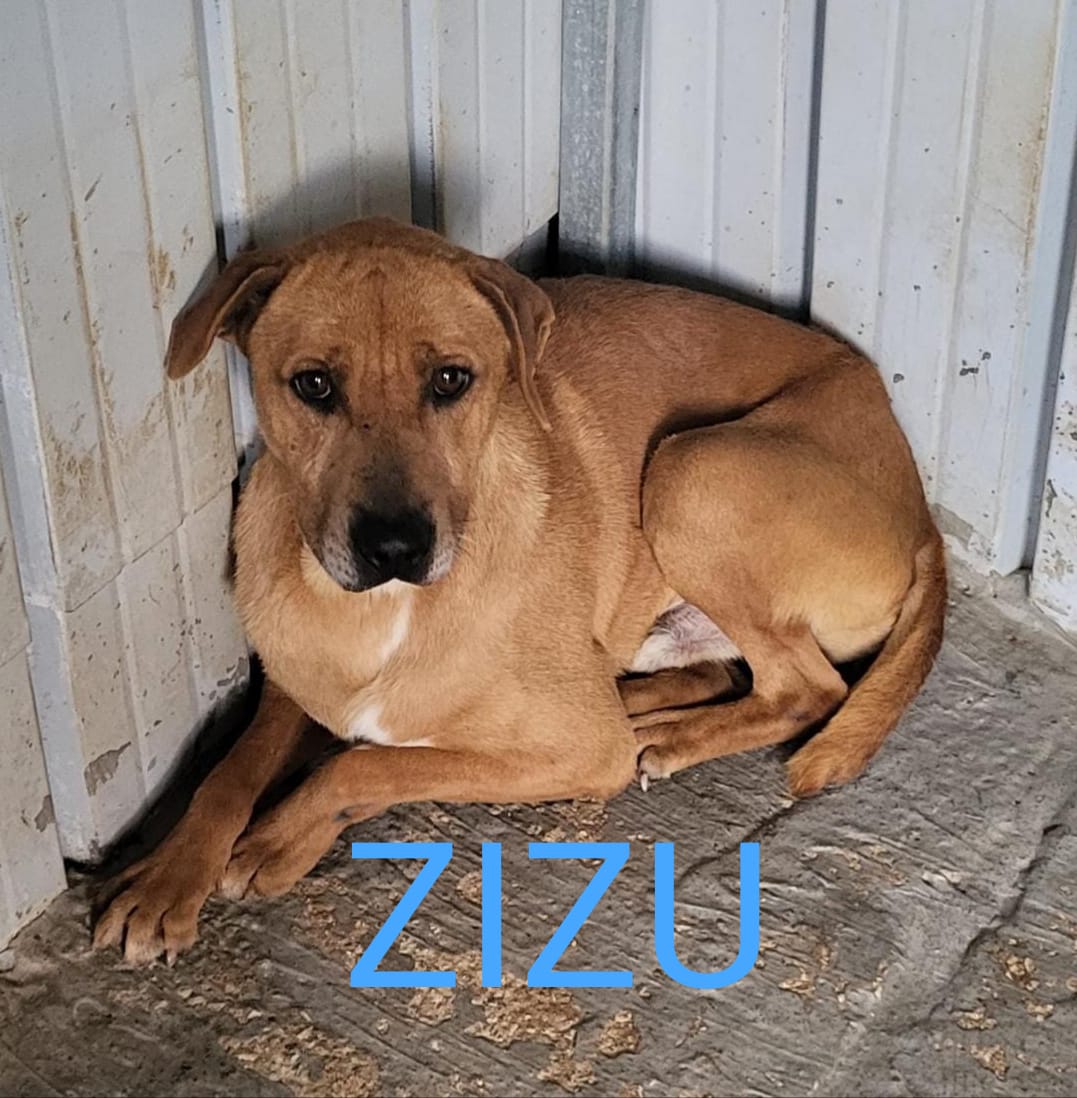 10.ZIZU