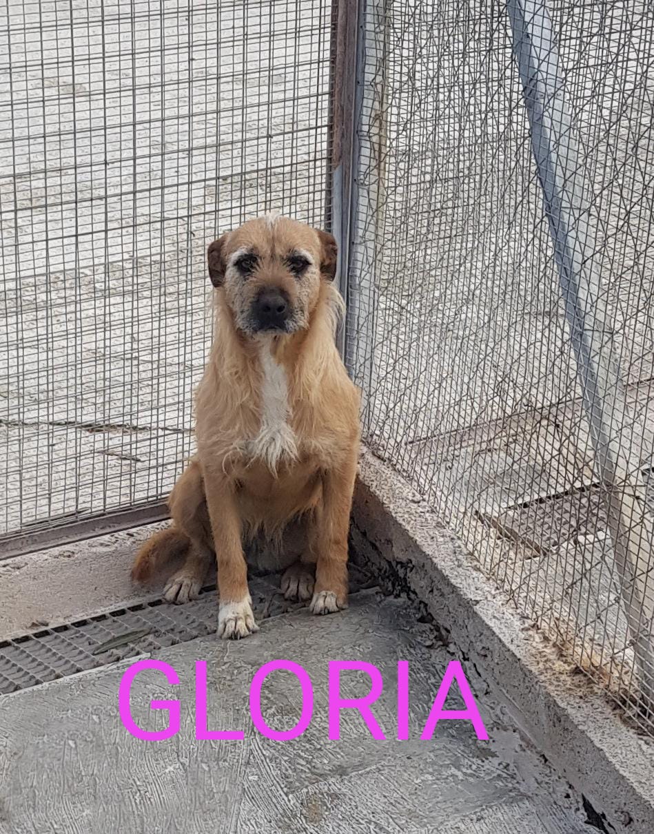 7.GLORIA