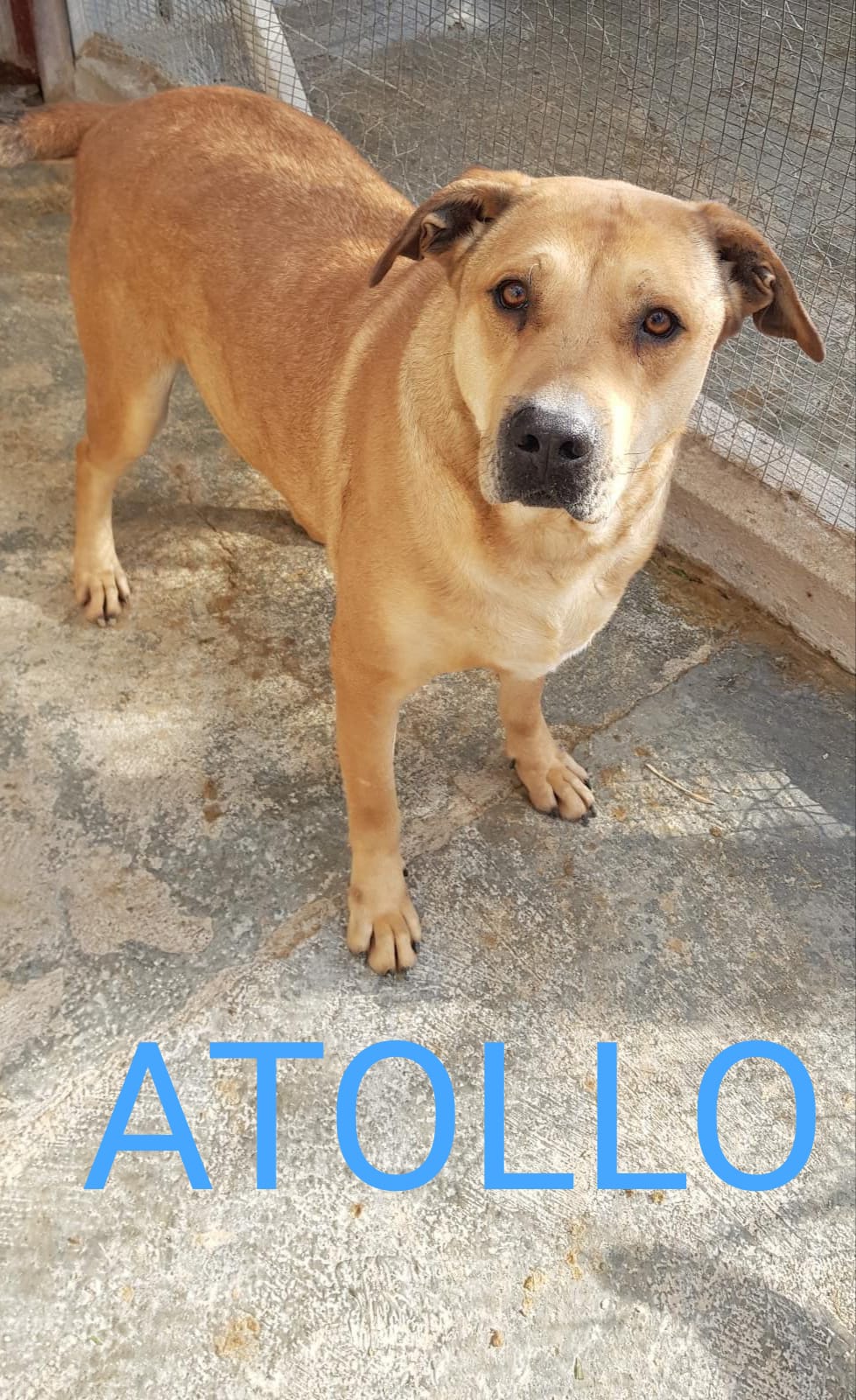 9.ATOLLO